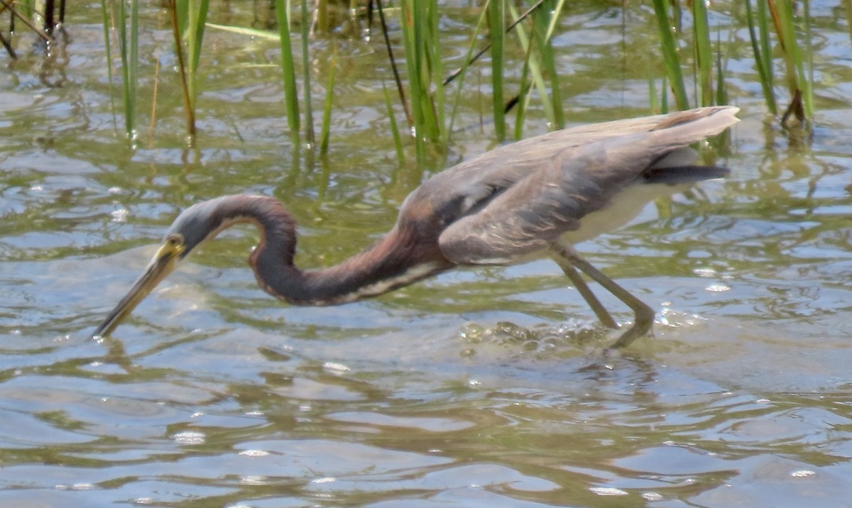 Tricolored Heron - ML620763276