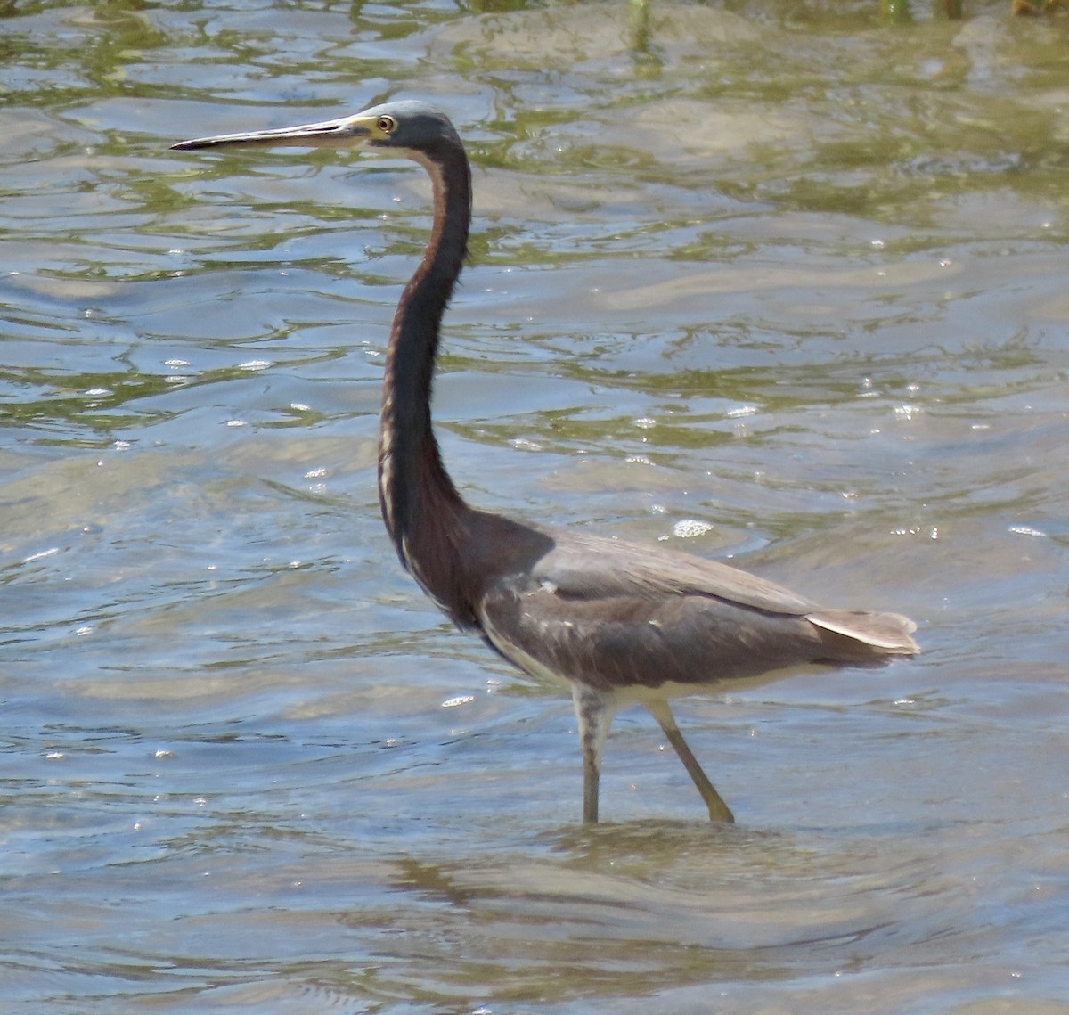 Tricolored Heron - ML620763277