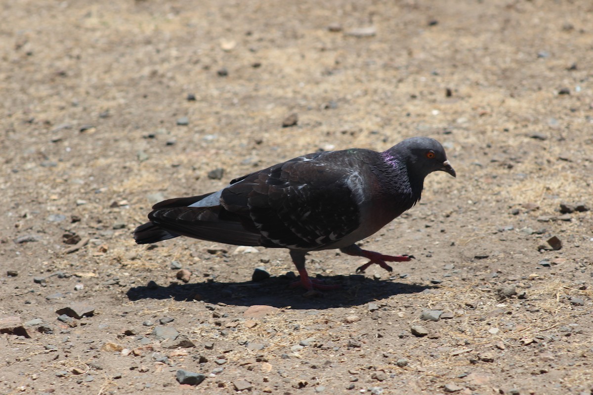 Rock Pigeon (Feral Pigeon) - ML620763286