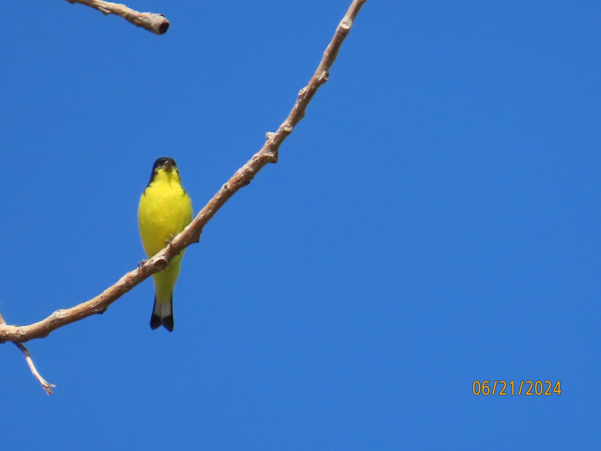 Lesser Goldfinch - ML620763294