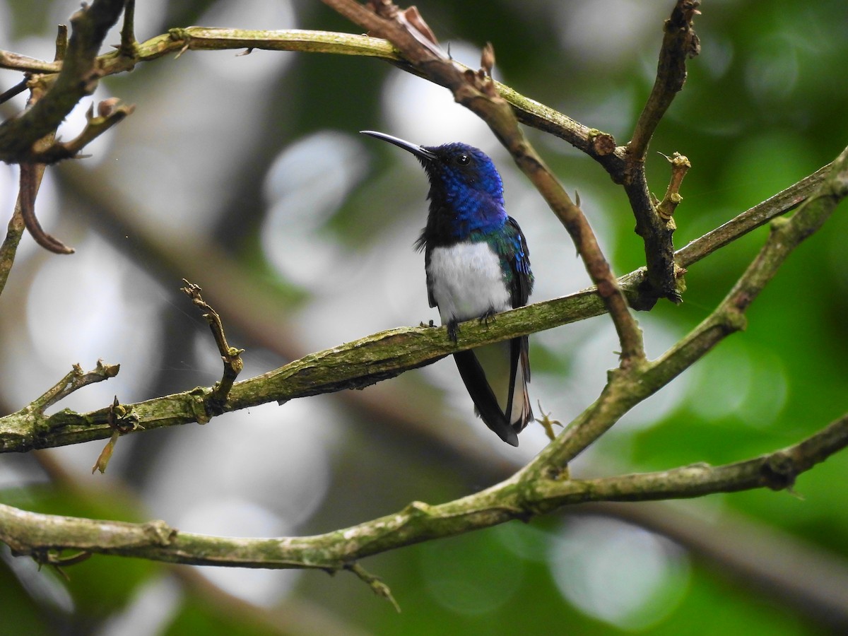 White-necked Jacobin - ML620763296