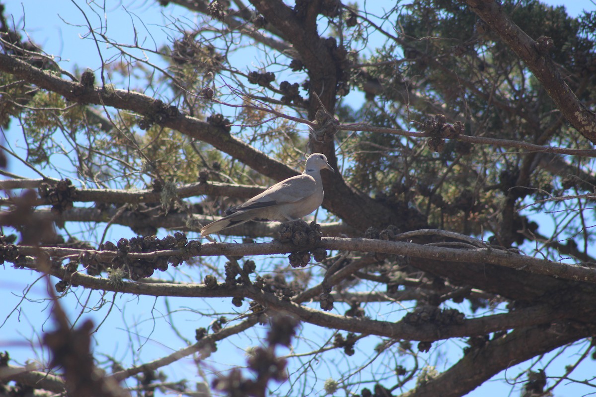 Eurasian Collared-Dove - ML620763303