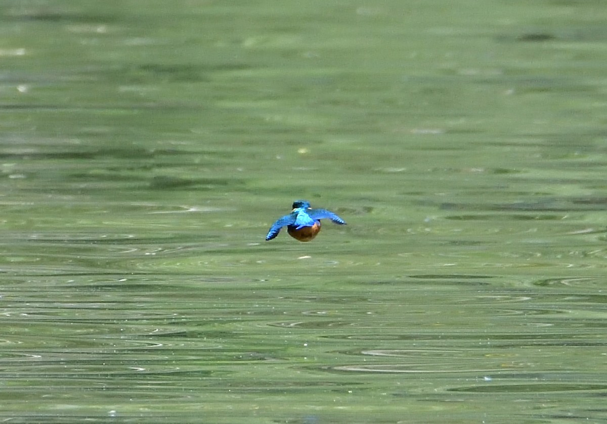 Common Kingfisher - ML620763309