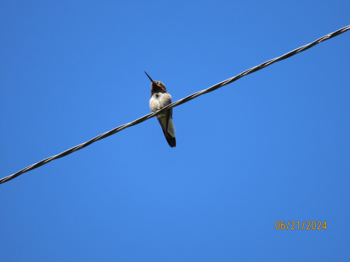 Broad-tailed Hummingbird - ML620763316