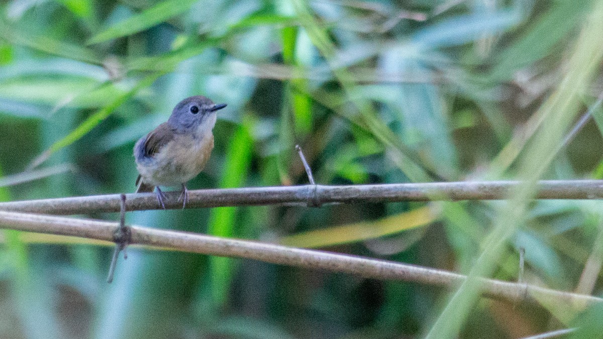 Pale-chinned Flycatcher - ML620763317