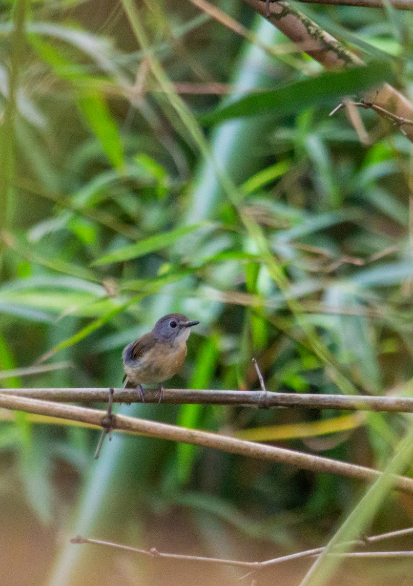 Pale-chinned Flycatcher - ML620763318