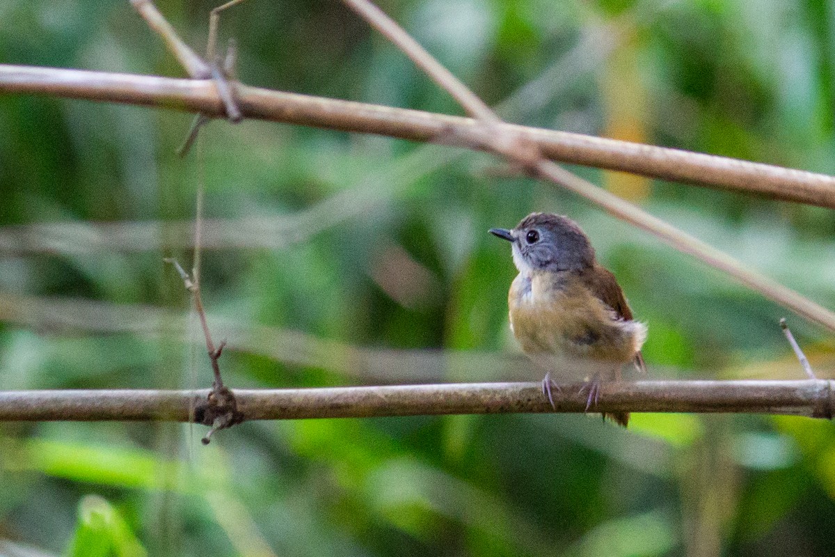 Pale-chinned Flycatcher - ML620763319