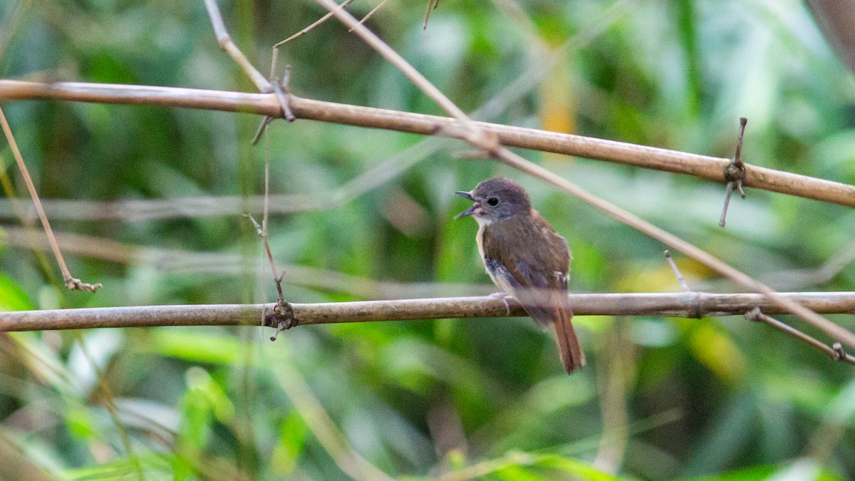 Pale-chinned Flycatcher - ML620763320