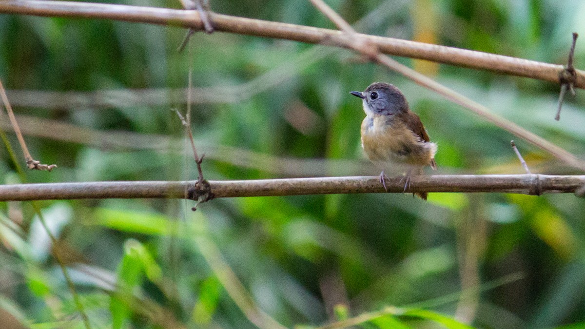 Pale-chinned Flycatcher - ML620763321