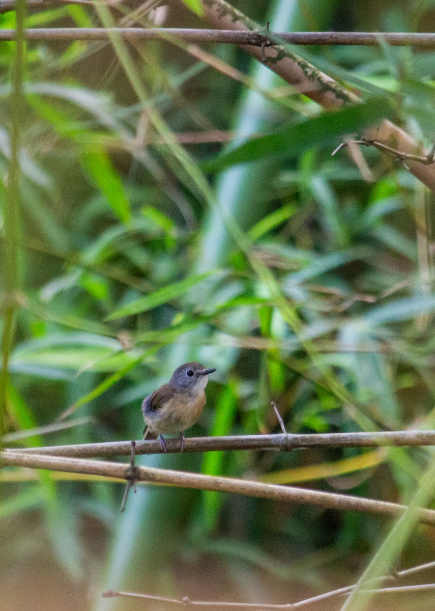Pale-chinned Flycatcher - ML620763322