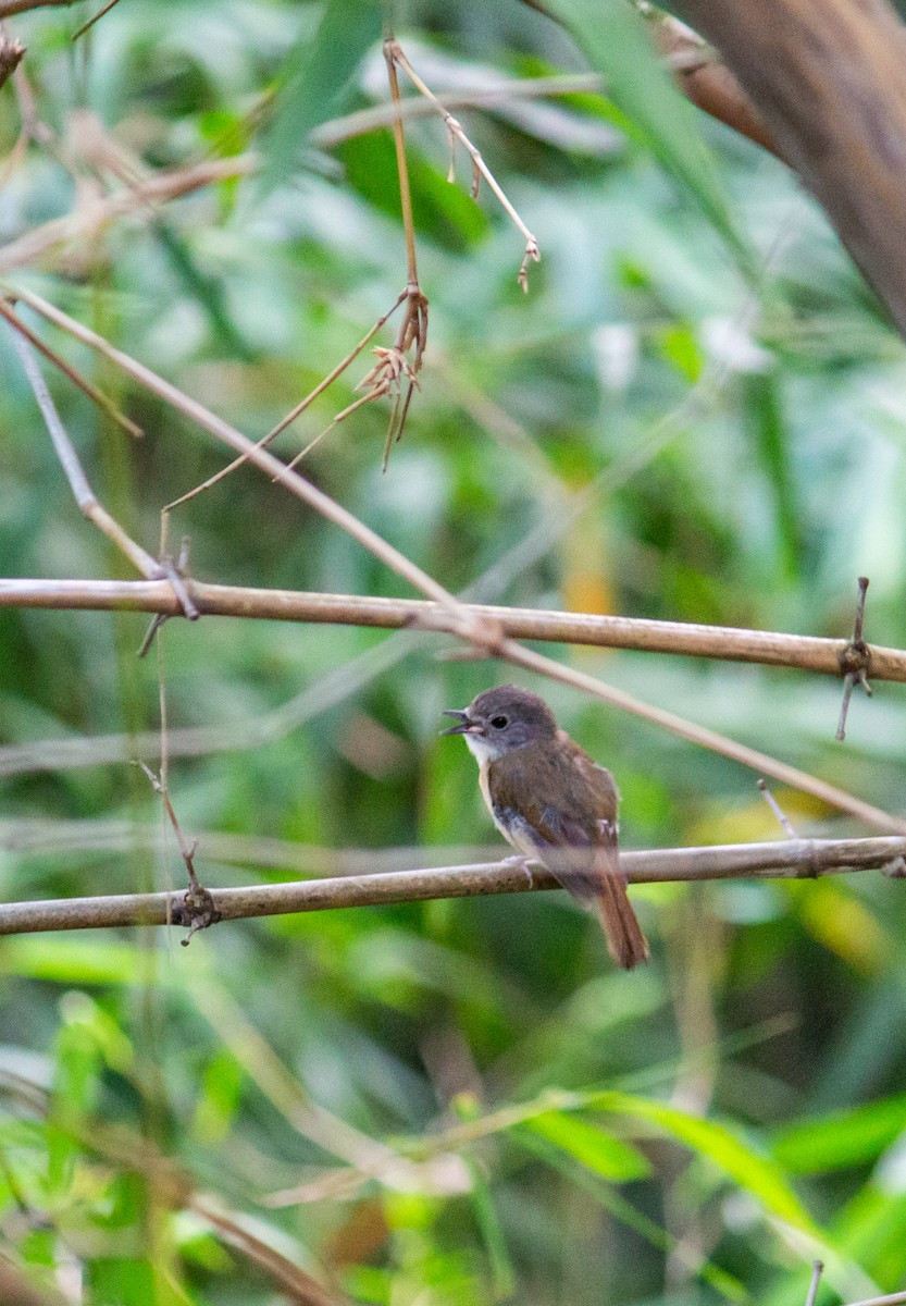 Pale-chinned Flycatcher - ML620763323