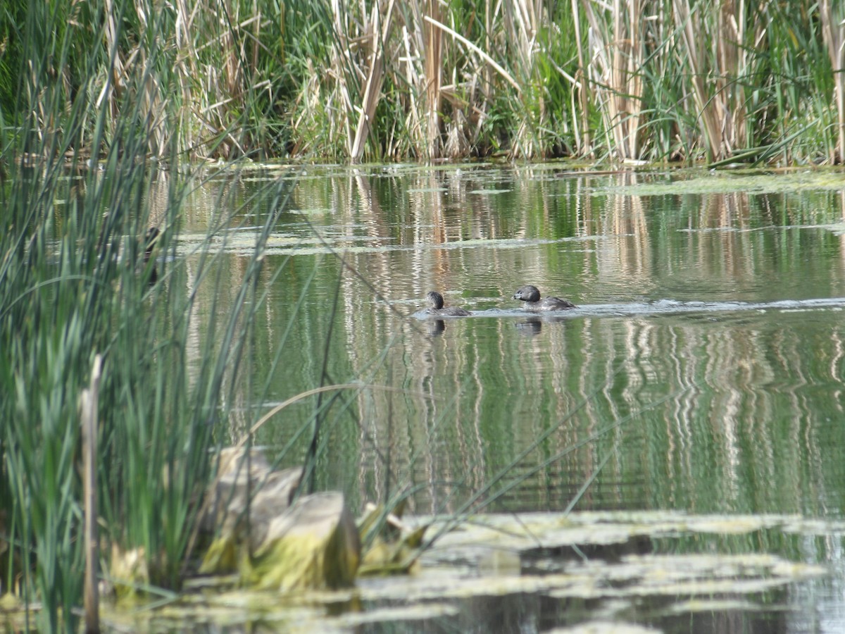 Pied-billed Grebe - ML620763324