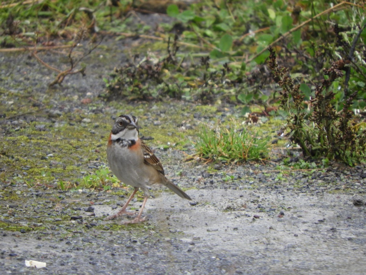 Rufous-collared Sparrow - Jacob Santos