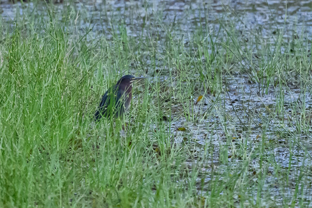 Green Heron - Stephen Davies