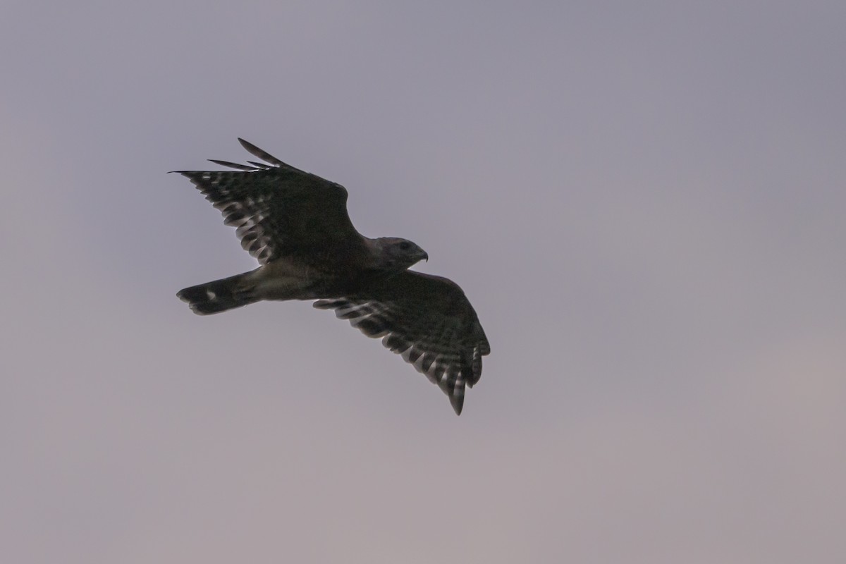 Red-shouldered Hawk - ML620763331