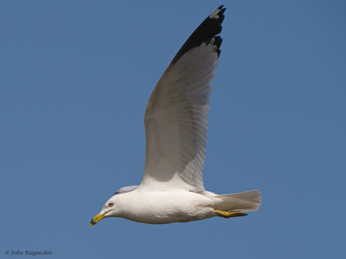 Ring-billed Gull - ML620763332