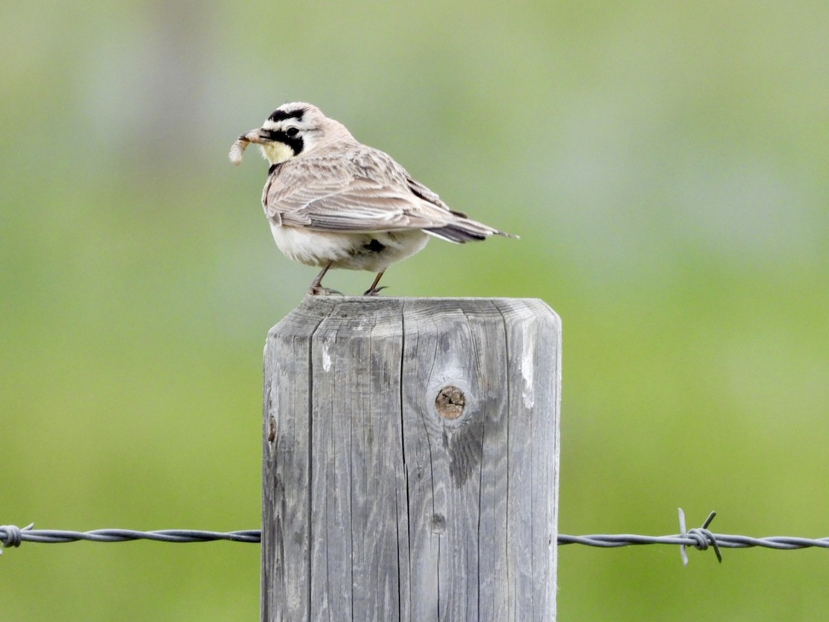 Horned Lark - ML620763334