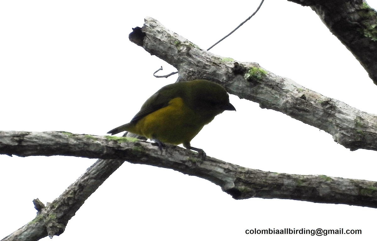 Purple-throated Euphonia - ML620763336