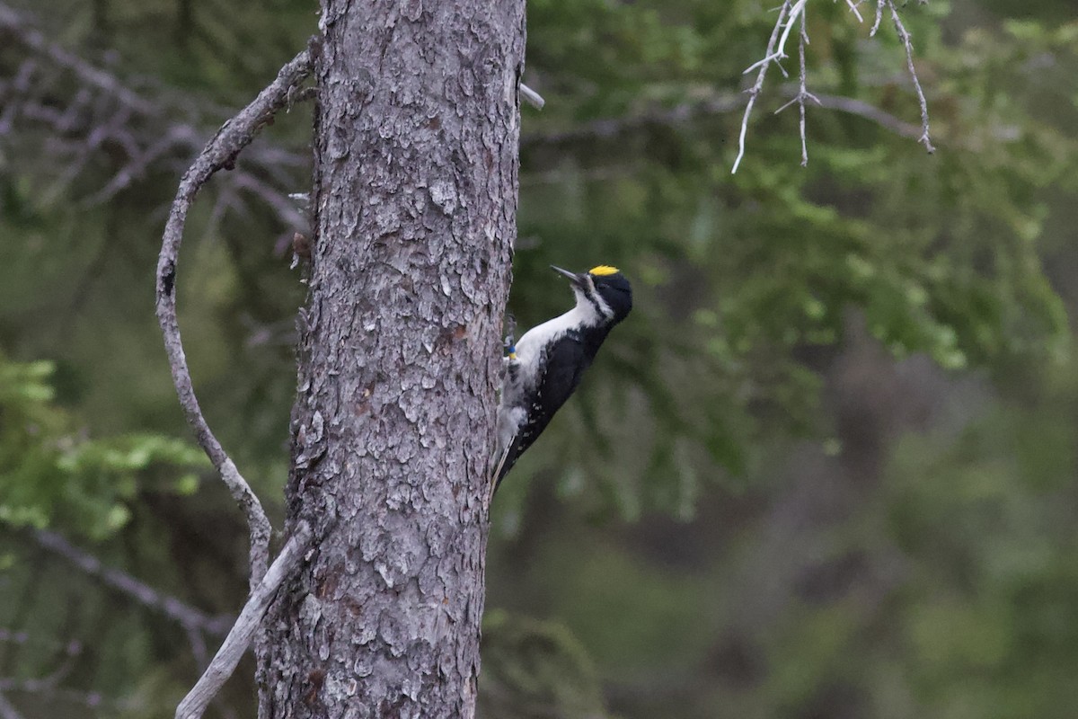 Black-backed Woodpecker - ML620763338