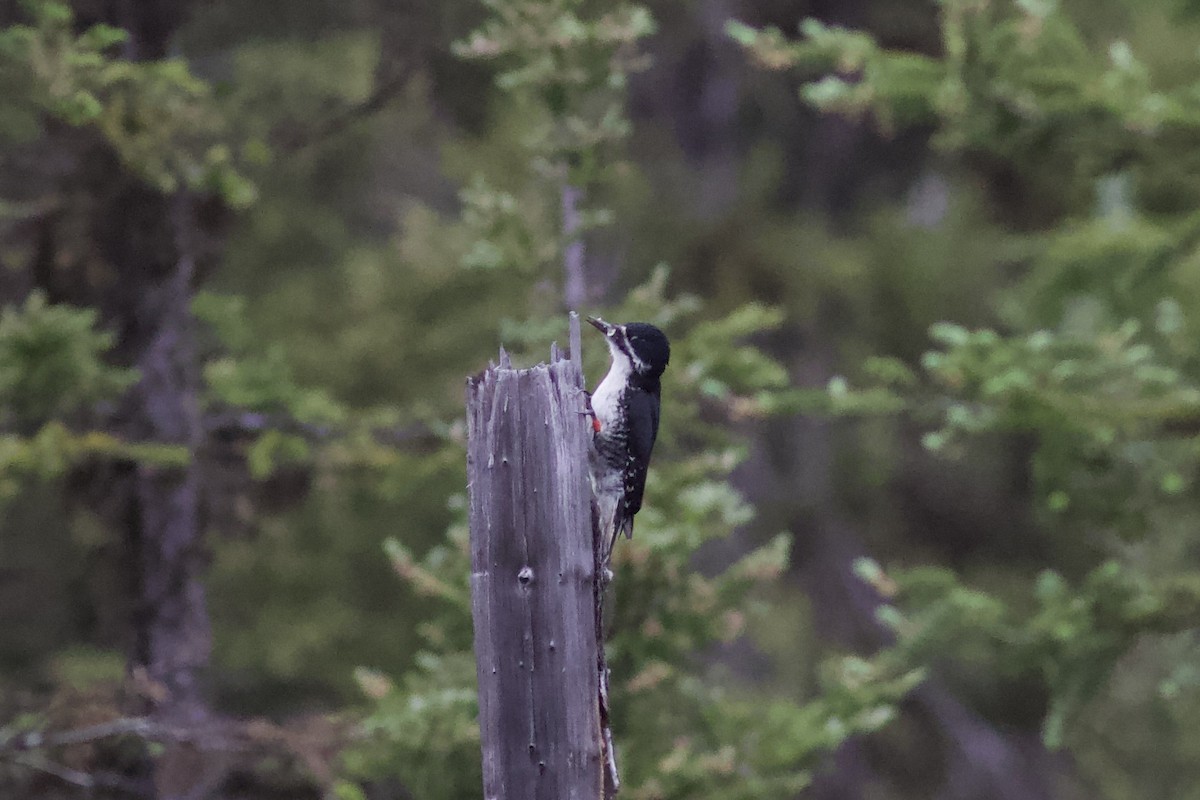 Black-backed Woodpecker - ML620763339