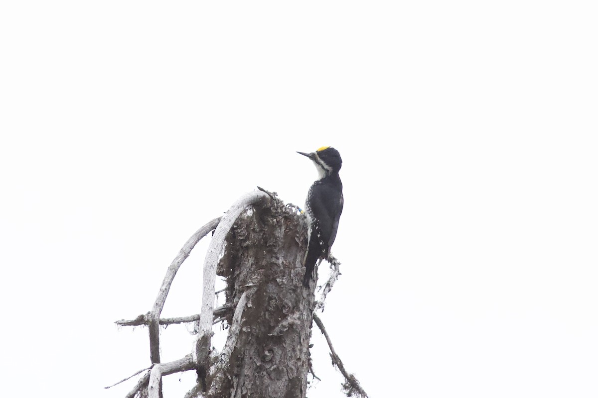 Black-backed Woodpecker - ML620763340