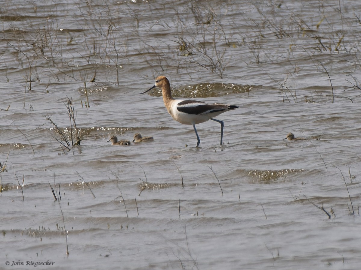 Avoceta Americana - ML620763345