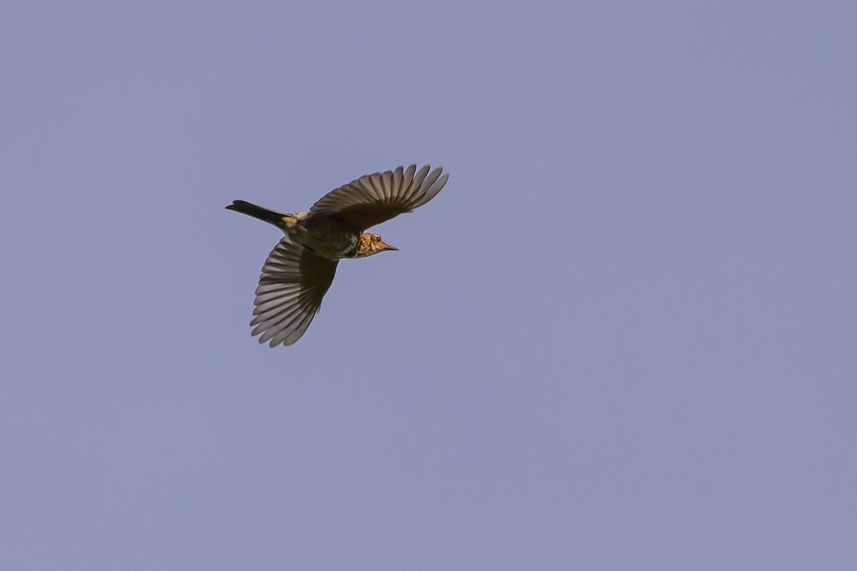 American Robin - ML620763347