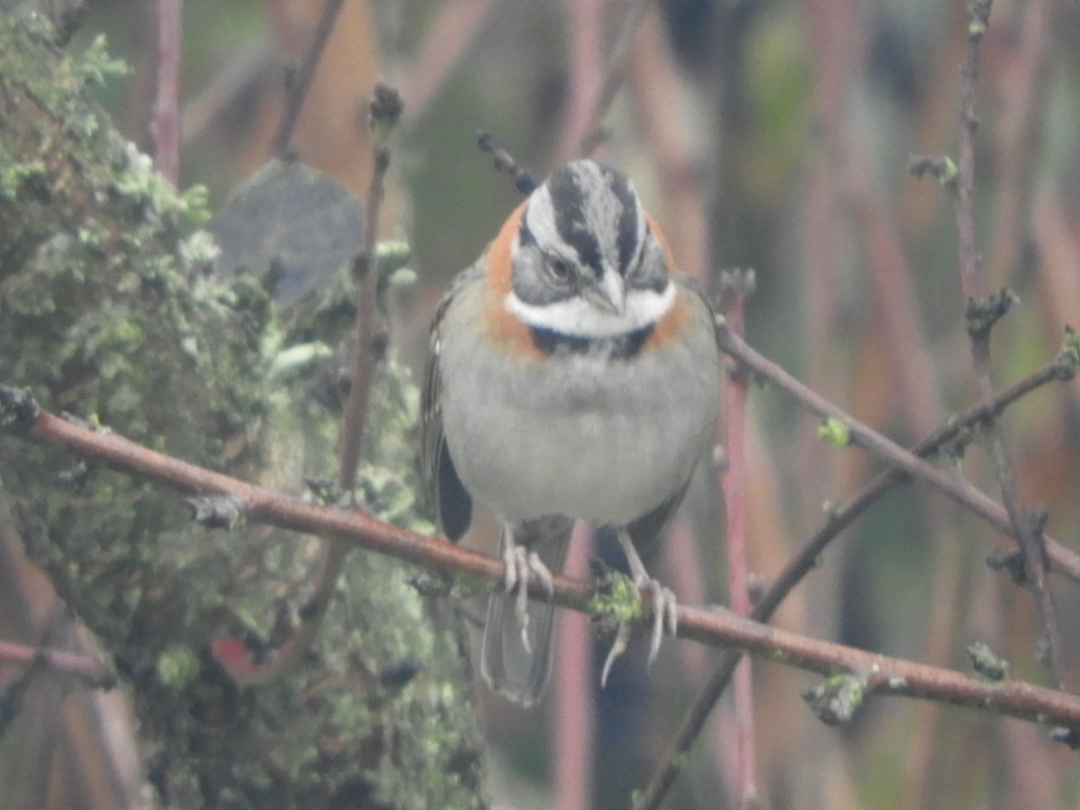 Rufous-collared Sparrow - ML620763350