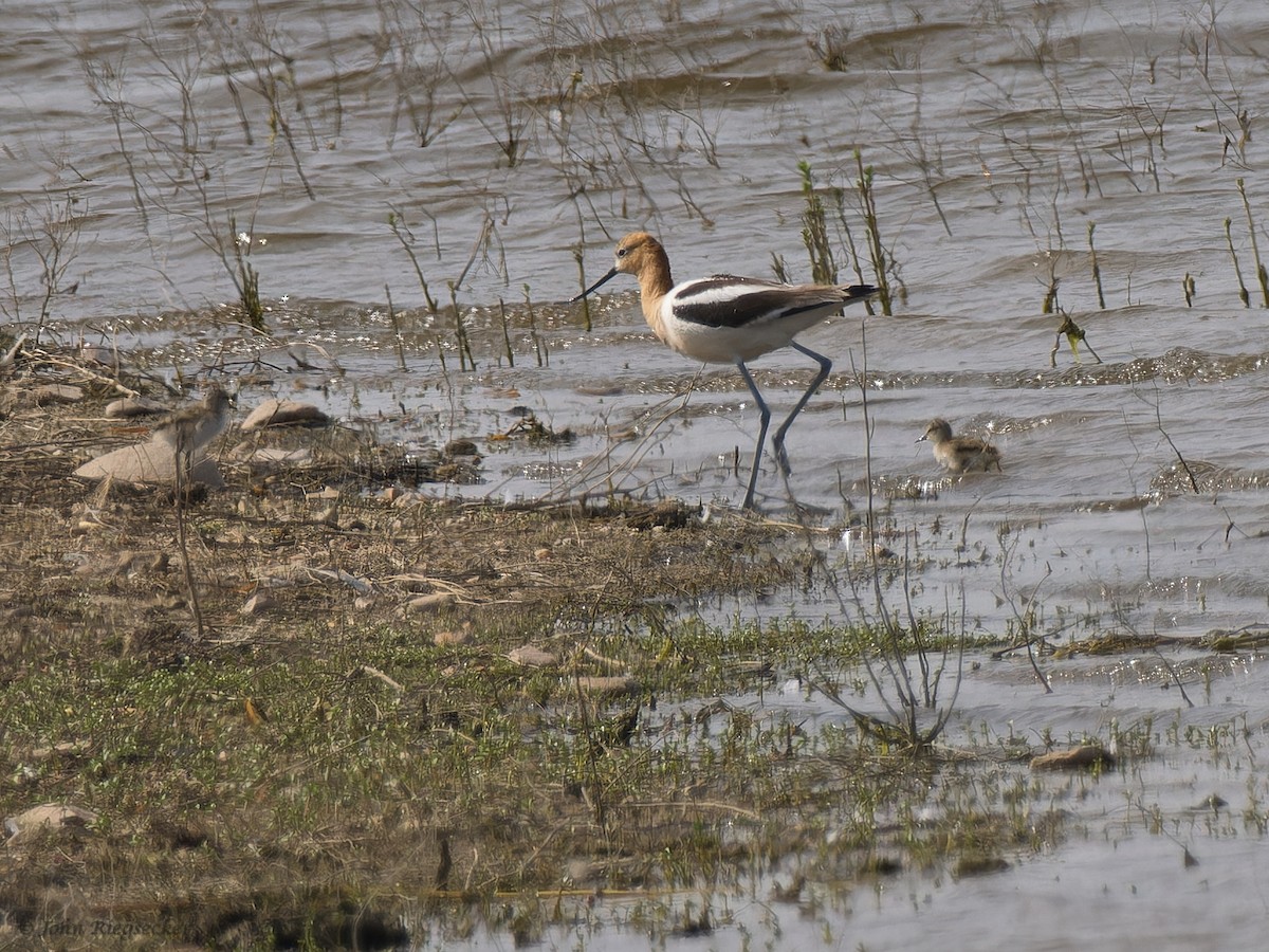 Avoceta Americana - ML620763351