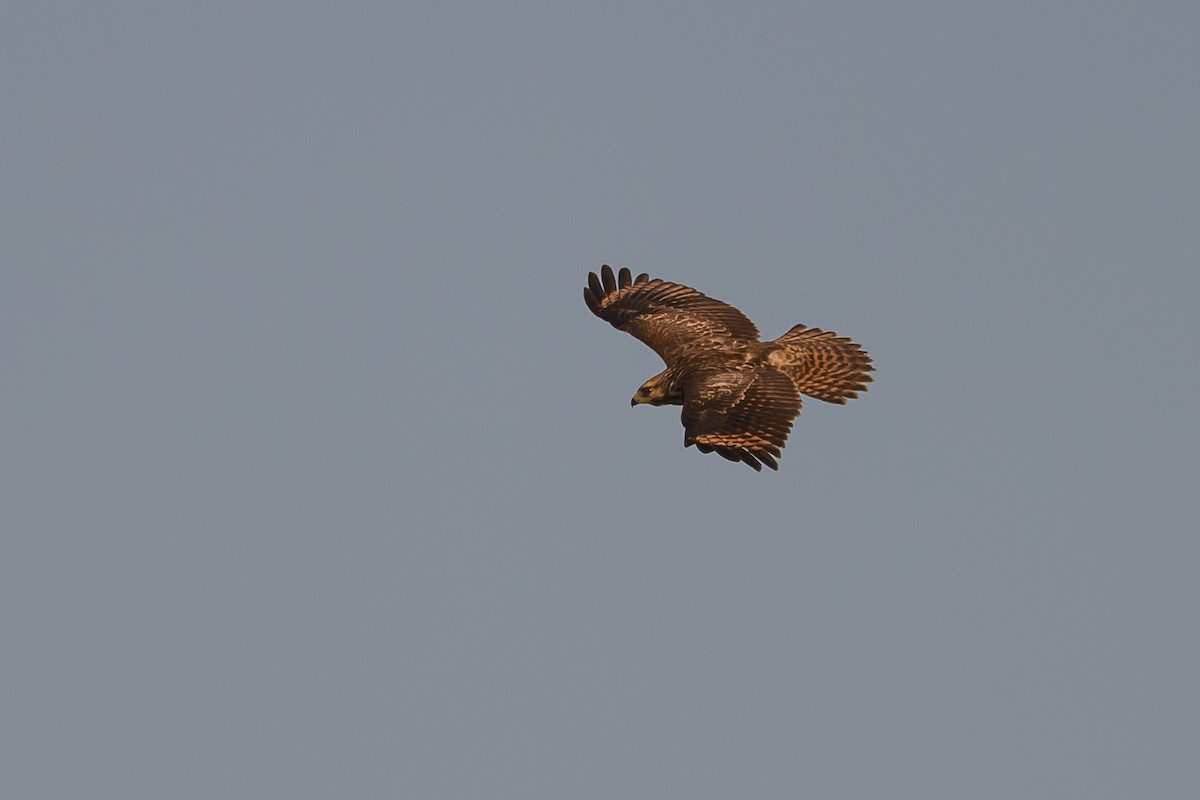 Red-shouldered Hawk - ML620763356