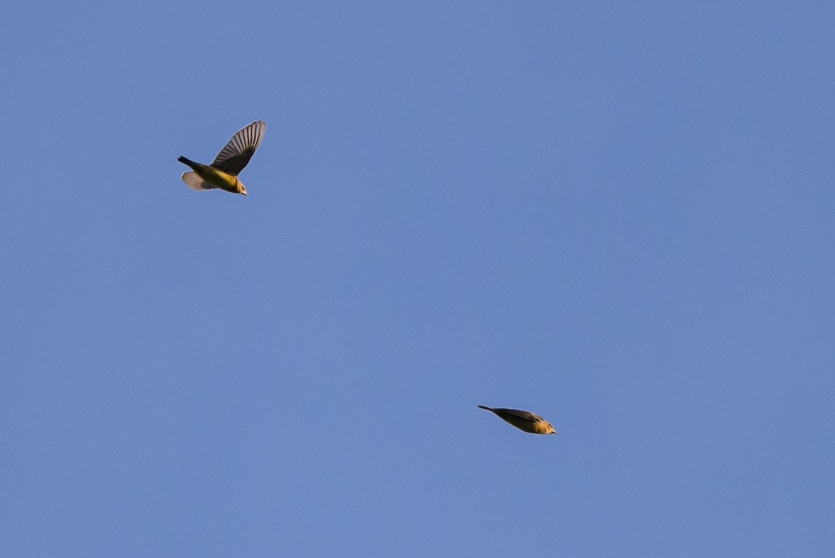 bobolink americký - ML620763368