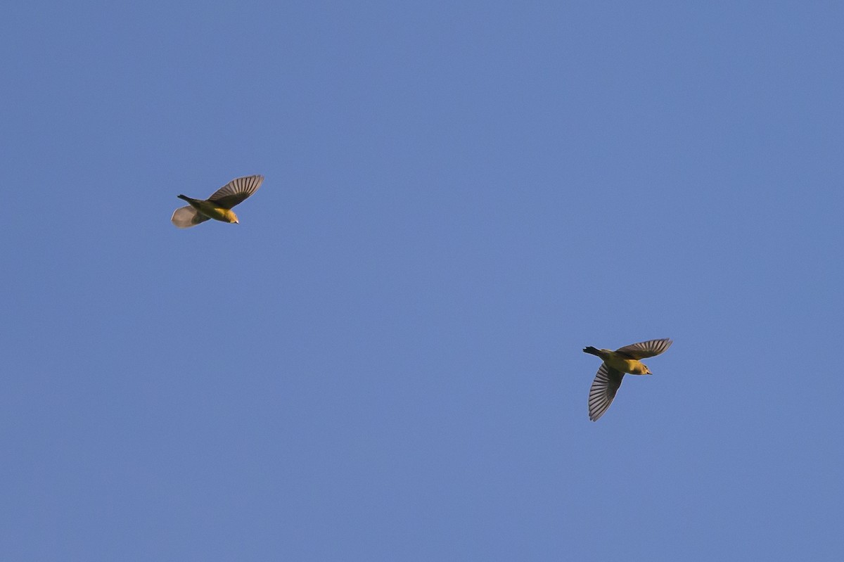 bobolink americký - ML620763369