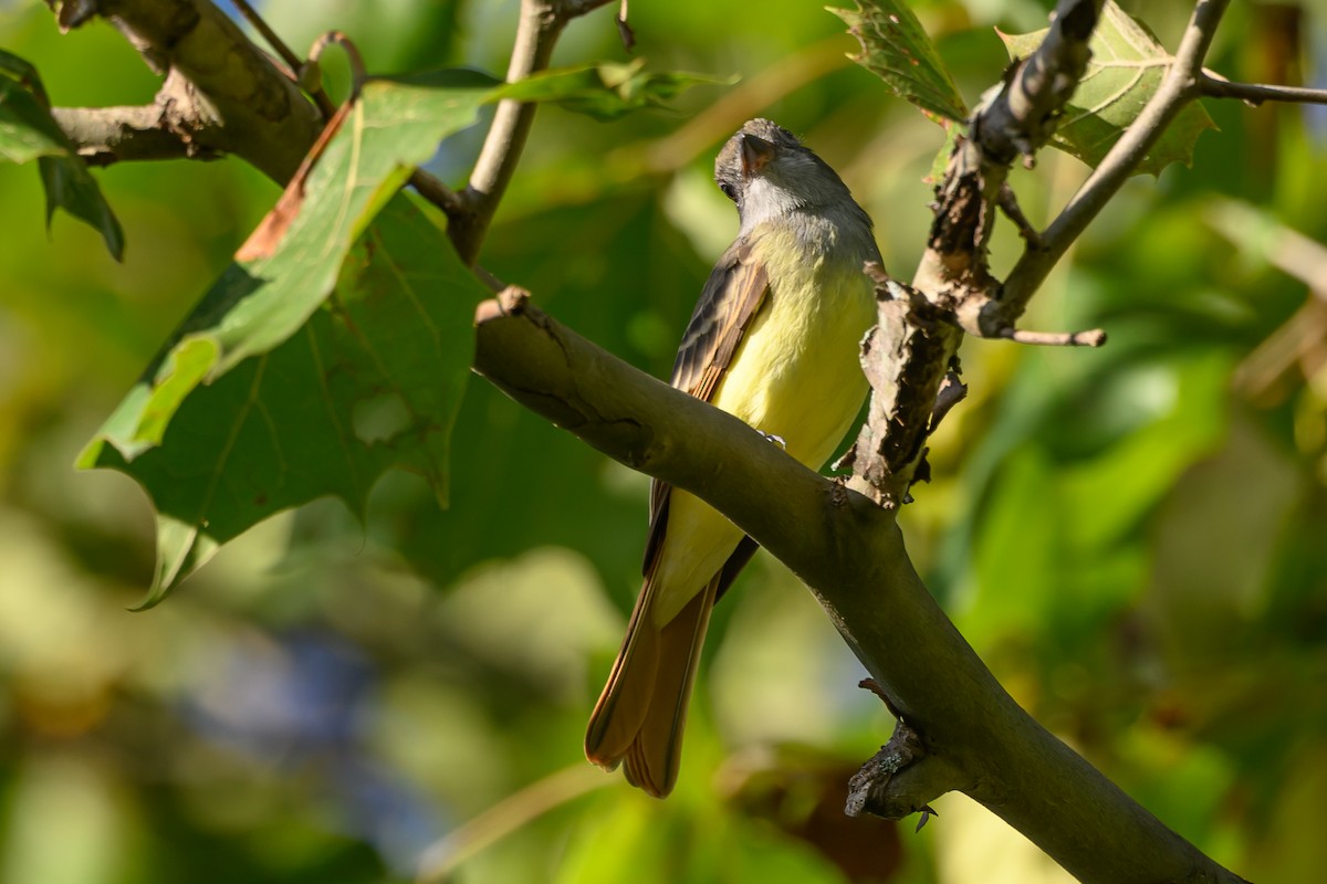 Great Crested Flycatcher - ML620763383