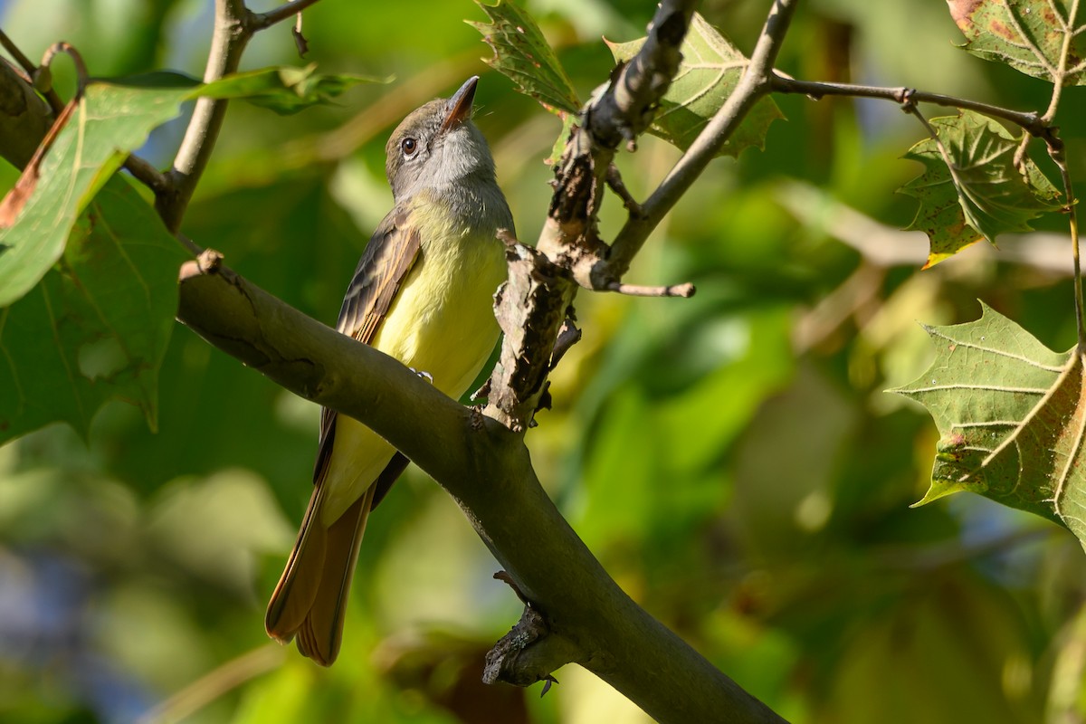 Great Crested Flycatcher - ML620763384