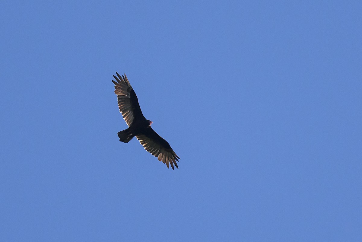 Turkey Vulture - Stephen Davies