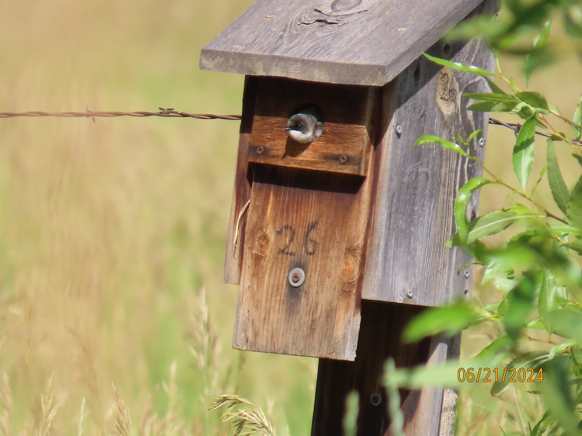 Tree Swallow - ML620763405