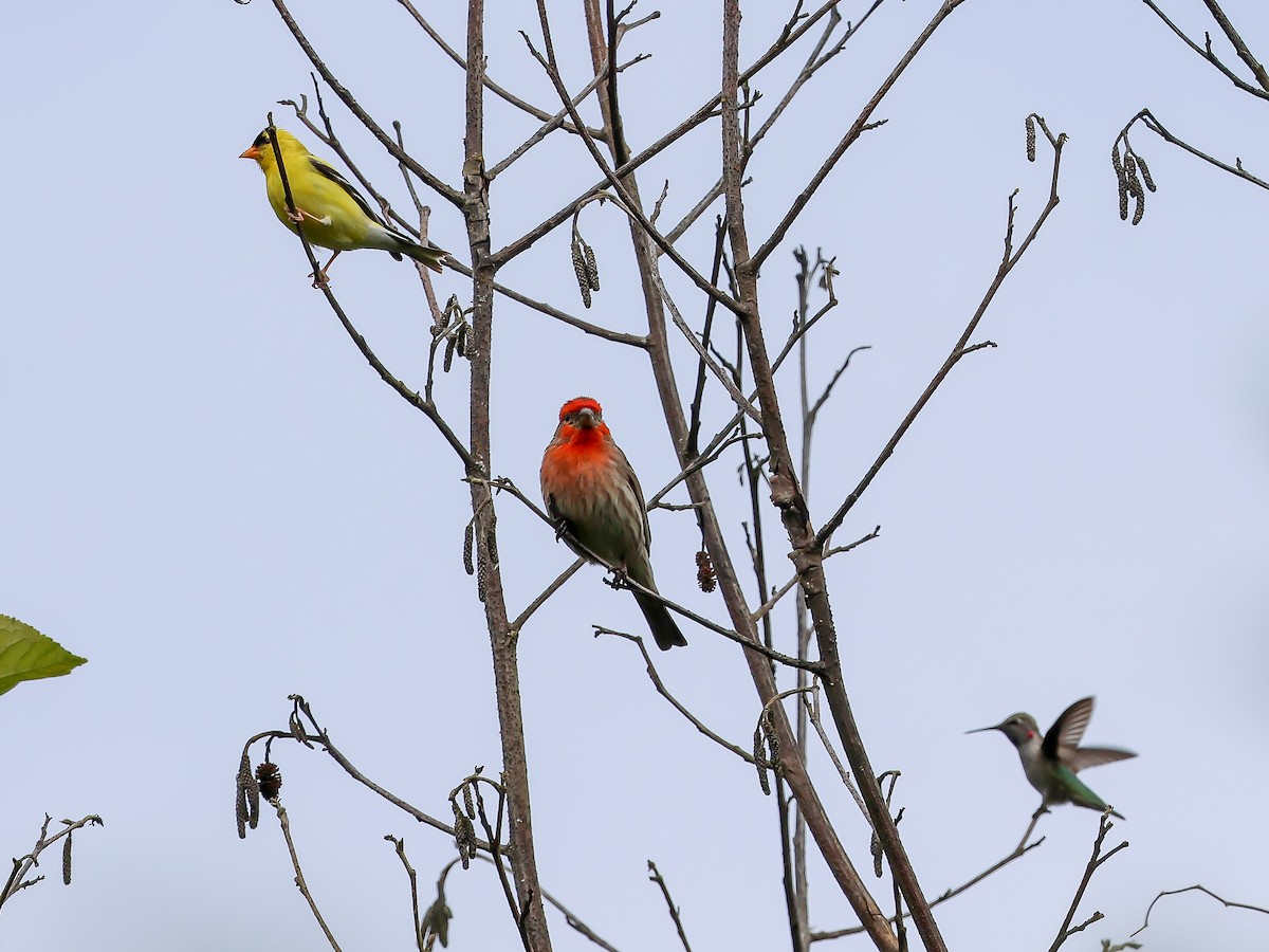 House Finch - ML620763409