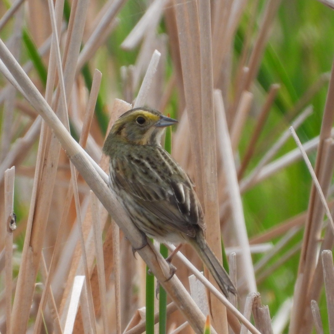 Nelson's Sparrow - ML620763412