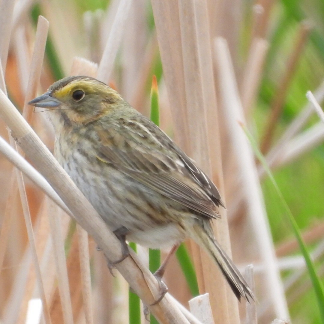 Nelson's Sparrow - ML620763413