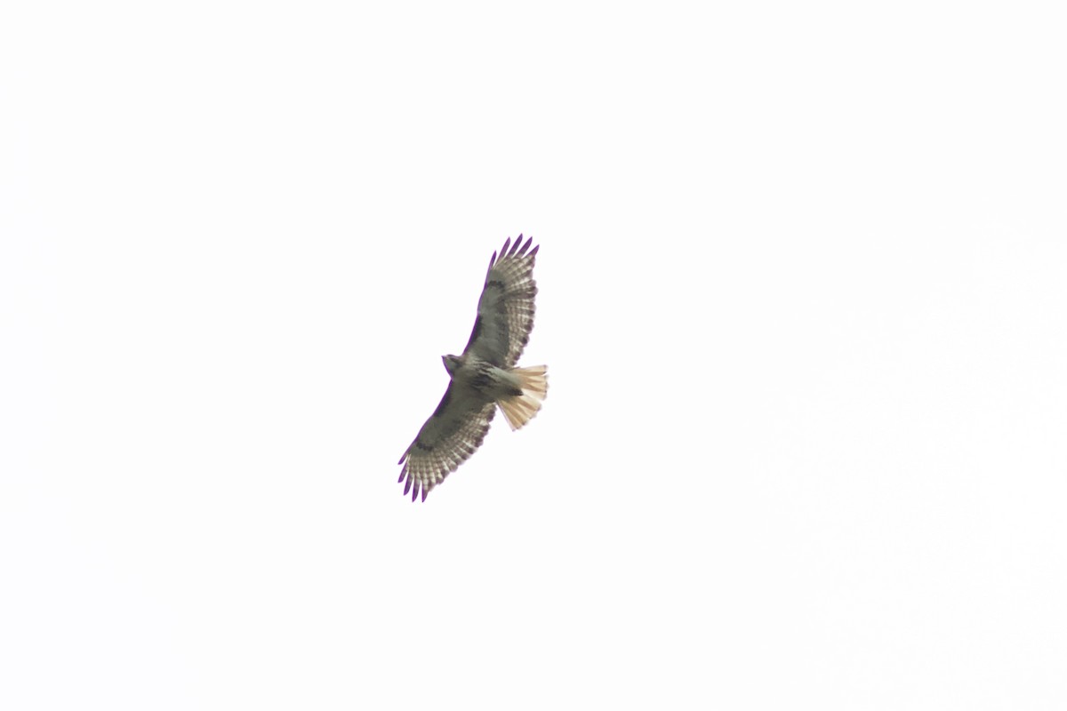 Red-tailed Hawk - ML620763416