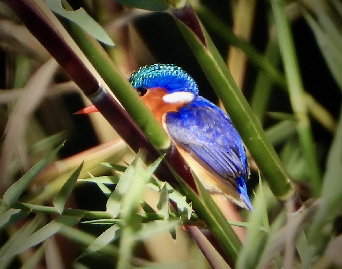 Malachite Kingfisher - ML620763418