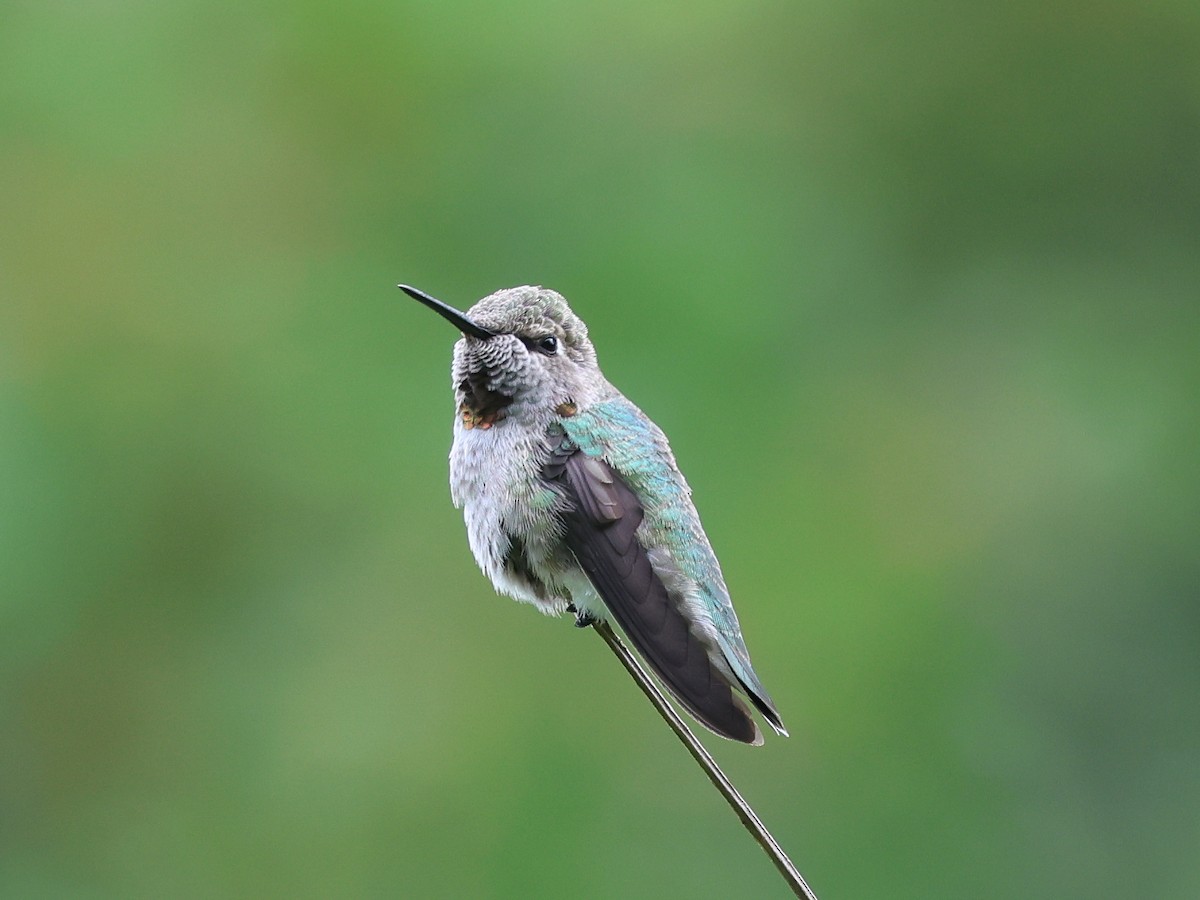 Anna's Hummingbird - ML620763419