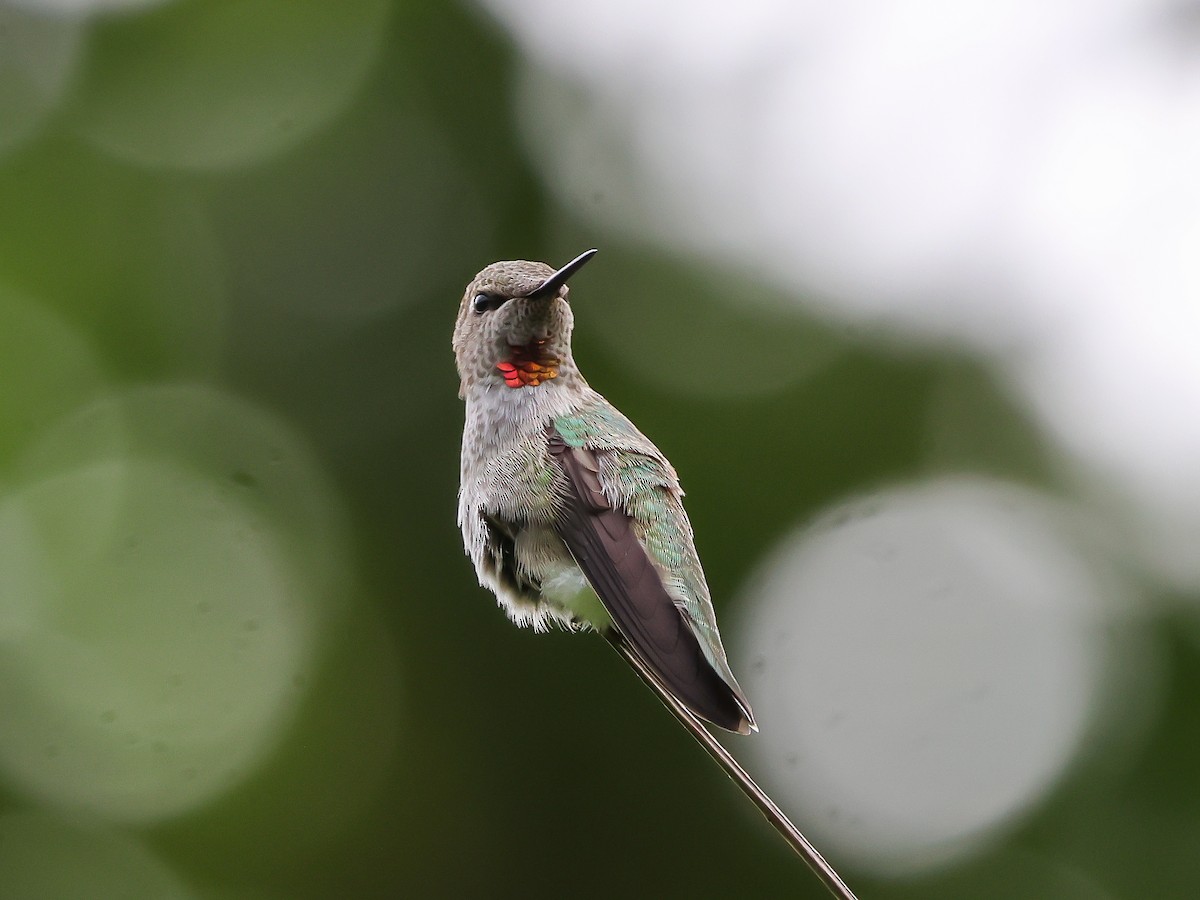 Anna's Hummingbird - ML620763420