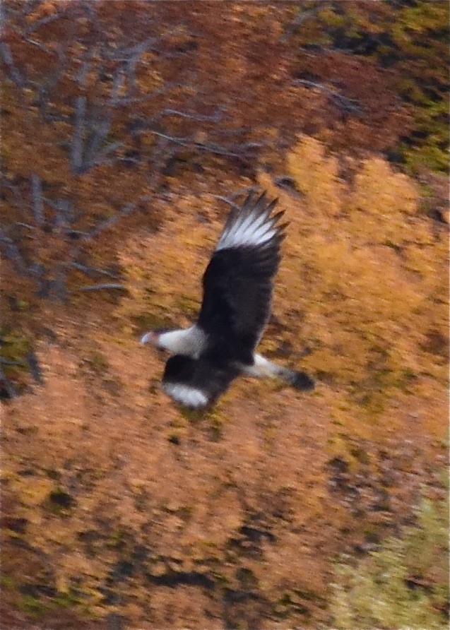 Crested Caracara - ML620763423