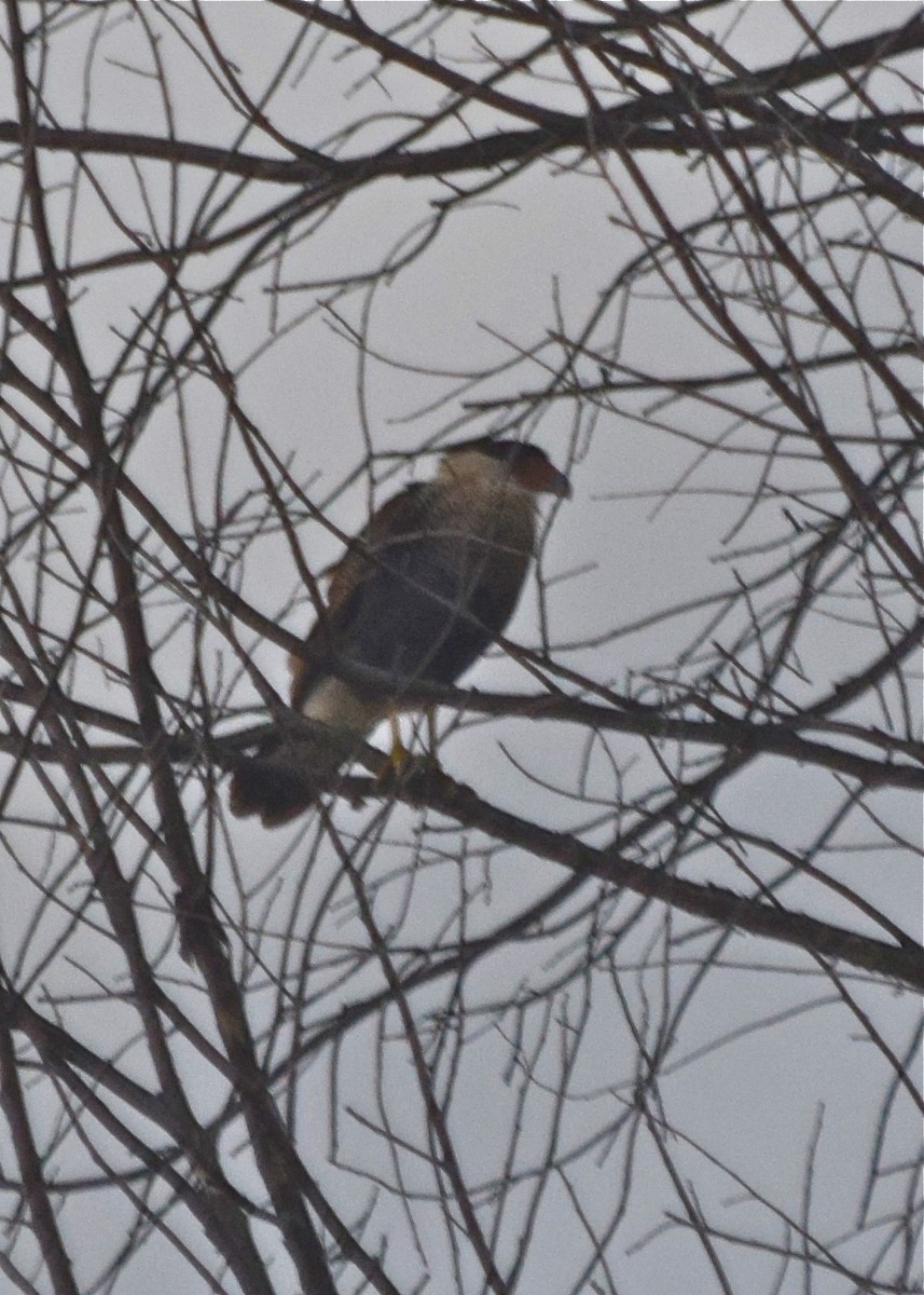 Caracara Carancho - ML620763424