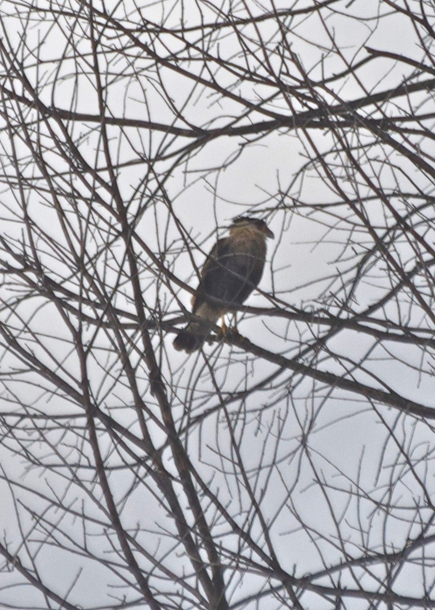 Caracara Carancho - ML620763425