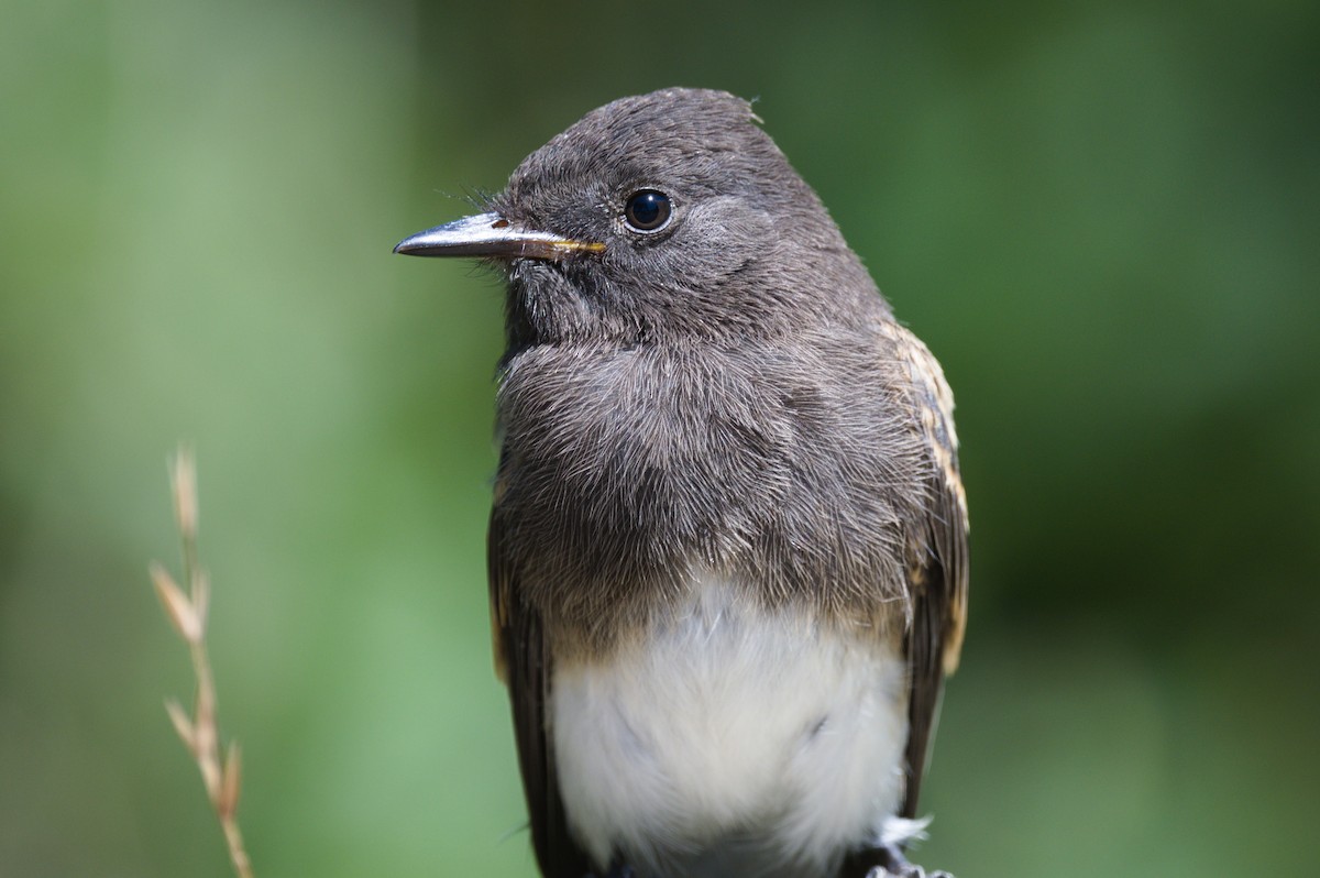 Black Phoebe - Nico Stuurman