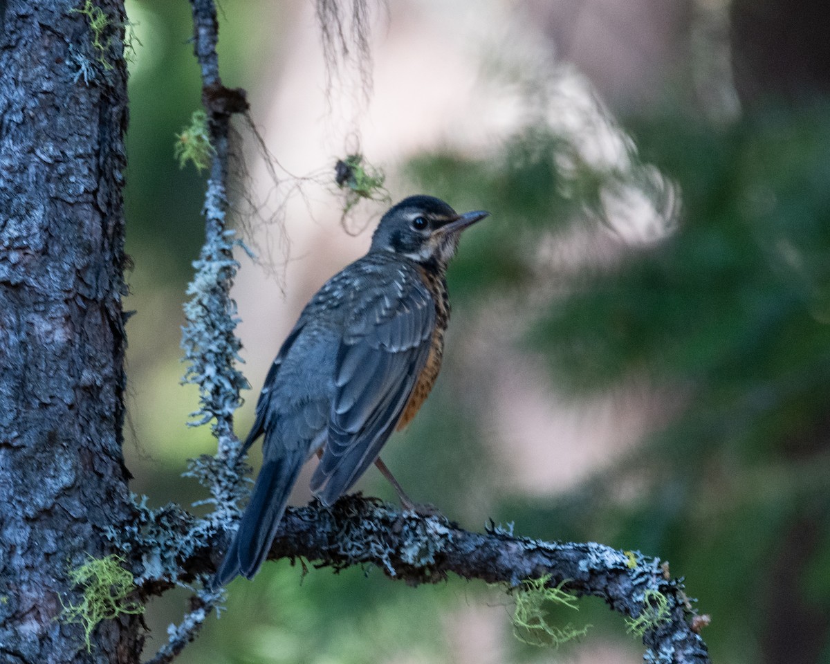 American Robin - ML620763427