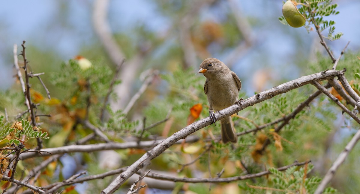 Verdin - ML620763428