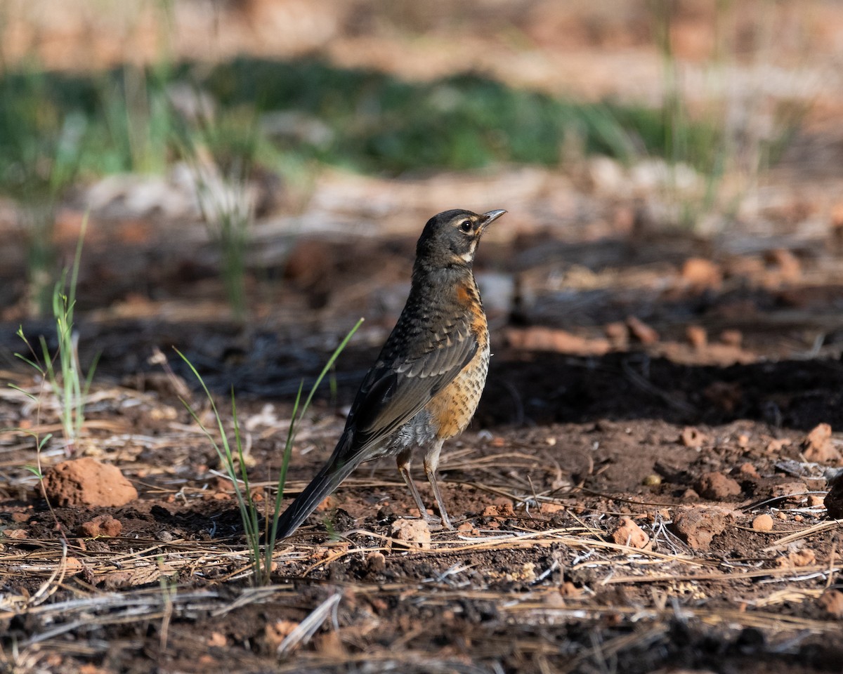 American Robin - ML620763429